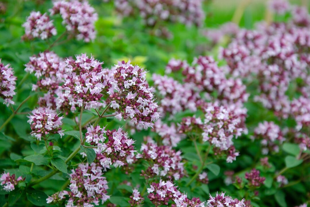 Planta de orégano para el tratamiento de la candidiasis.